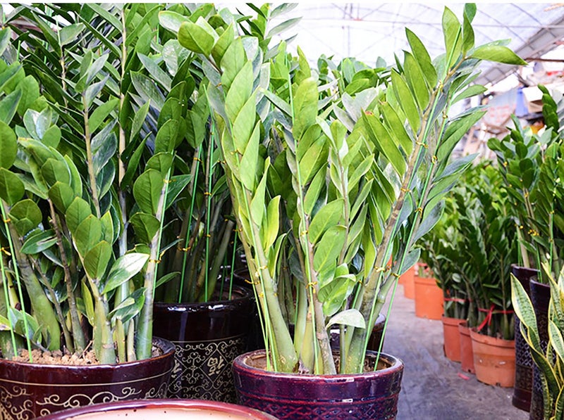 Decora 18 Gauge Green Floral Stem Wire for Artificial Flower Making 16 inch,50/Package - Image 3